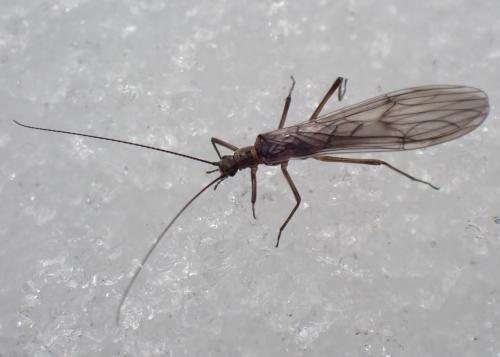 Capnioneura mitis